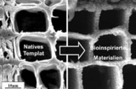  Gewebefasern - Eigenschaften und Anwendungen von Gewebeaufbau-Materialien!