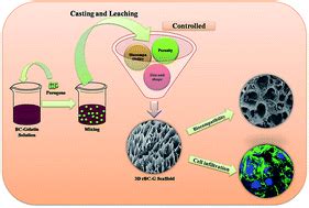  Zeta-Gelatin: Revolutionizing Tissue Engineering with Biocompatible Wonders?