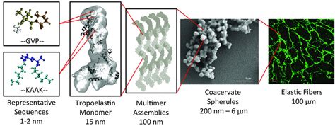  Elastin – Ein Wundermaterial für die Zukunft der Biomechanik?